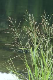Image result for Panicum gilvum