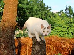 71638 ludwigsburg (1 km) 29.06.2021. Nach Langer Suche Kater Adjani Wieder Zu Hause