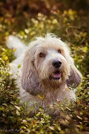 Petit Basset Griffon Vendeen Aniol W Domu Diabel W Polu Dog Breeds Griffon Dog Dogs
