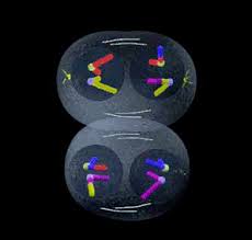 Maybe you would like to learn more about one of these? Interactive Meiosis