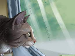 Clean your cat's eyes frequently with cotton balls soaked in lukewarm salt water. 3 Ways To Treat A Cat With A Cold Wikihow