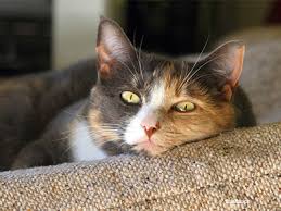 Lesional melanocytes are usually cytologically bland. Malignant Melanomas In Cats