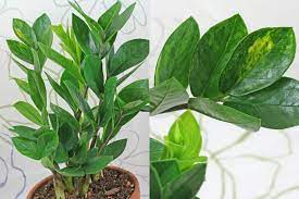 Has anyone noticed the aroid craze going on at the moment? Zamioculcas Zamiifolia Aroid Palm