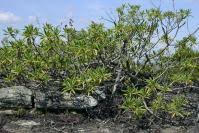 Image result for Solanecio mannii