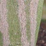 Image result for Lepisanthes senegalensis