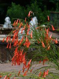 Red Firecracker Fern Firecracker Plant Coral Fountain Plant Hummingbird Plants Plants Trees To Plant