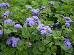 Ageratum Houstonim Nordmeer Flower House Best Flower Wallpaper