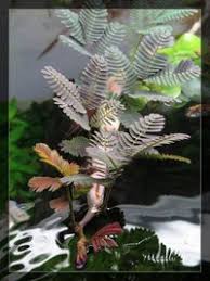 Image result for Aeschynomene fluitans