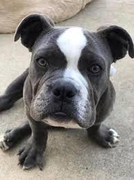 Dog rescue and adoption info. English Bulldog Rescue Dogs For Adoption Near New Lenox Illinois Petcurious