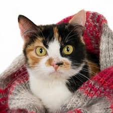 If the sneezing is accompanied by coughing, watery eyes, eye discharge, itching ears, red and hot ears, lethargy or lack of appetite, then it is likely. Home Remedies For A Cat Cold
