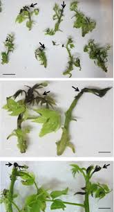 We would like to show you a description here but the site won't allow us. Shoot Tip Necrosis Of In Vitro Plant Cultures A Reappraisal Of Possible Causes And Solutions Springerlink