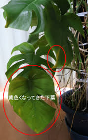 飯山満通信 モンステラの葉が黄色くなった