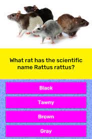 This is one of the hardest trivia questions for kids! What Rat Has The Scientific Name Trivia Questions Quizzclub
