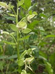 Image result for Habenaria splendentior