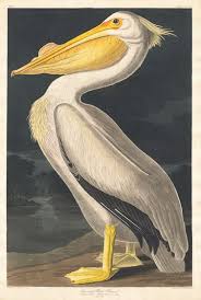 Three Centuries Of American Prints From The National Gallery Of Art Pelican Art Audubon Prints Birds Of America