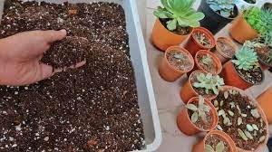 Can i mix garden soil and potting mix? Preparing Succulent Soil At Home Youtube