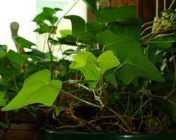 Ivy Houseplants Information On Caring For Ivy Plants Ivy Plant Indoor Ivy Plants Ivy Houseplant