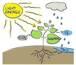 Scientists devised the pyramid of energy to explain how. 3 Living Things Use Energy Renewable Energy For Kids Green Energy Drink Green Energy