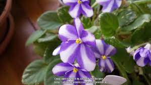 Lil runaround (s.sorano) (7965) 10/08/1993 double white and pink pansy. African Violet Streptocarpus Pixie Runaround Sport In The Cape Primroses Database Garden Org