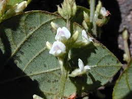 Image result for Neonotonia wightii