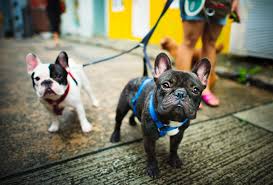 Soft padded dog walking harness and lead reflective puppy harness large dog vest. French Bulldog Harnesses The Best Top 5 Choices Askfrenchie Com