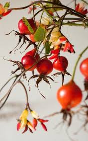 Image result for Grona stolzii