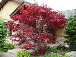We also have this tree available in the dwarf form. Gardening With Allen Japanese Maples Small Local Favorite The Columbian