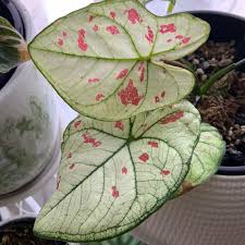 Caladiums come in all colors and patterns. How To Care For Strawberry Star Caladium In Seattle Wa