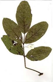 Image result for Lannea edulis