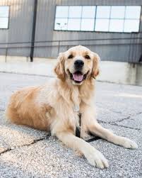 Grr's main function is to provide a network for sheltering, rehabilitation and placing golden retrievers in permanent homes in central texas. Simcoe Golden Retriever 3 Y O The Abgb Austin Tx We Call The Tufted Hair On His Head His Walnut It S H Golden Retriever Retriever Puppy Dog Control