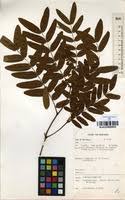 Image result for Brachystegia utilis