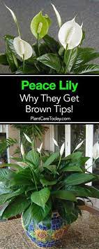 Why Do Peace Lily Plants Get Brown Leaves And Tips Lily Plants Peace Lily Plant Peace Plant