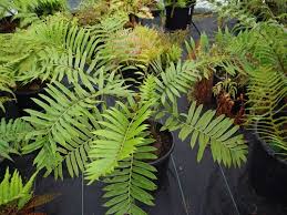 Image result for Blechnum tabulare