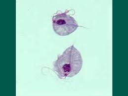 Image result for Thecacoris trichogyne