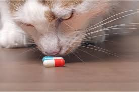If your veterinarian recommends medication for your cat or dog, she has your pet's best interest in mind. How To Give A Cat A Pill A Vet S Advice Pet Life Today