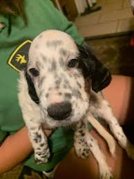Check spelling or type a new query. English Setter Puppies For Sale Gilberts Il 336547