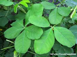 Image result for Crotalaria pallida