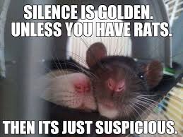 Pin By Karlee Williams On Animals Mammals Rats Funny Rats Baby Rats Pet Rats