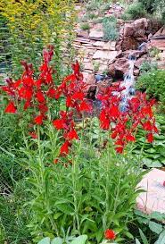 Check spelling or type a new query. Cardinal Flower Red Lobelia Cardinalis Zone 2 9b Part Shade Part Sun Morning Sun Afternoon Shade Short Live Native Plant Landscape Plants Cardinal Flower