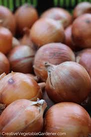 Check spelling or type a new query. Creative Vegetable Gardener How To Grow Awesome Onions In Your Garden