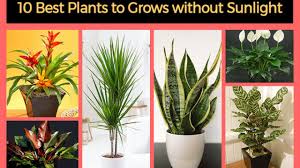Wouldn't we all love coming home to a room filled with a fresh scent of flowers? 10 Best Plants That Grows In Shade Without Sunlight At Home Home Gardeners