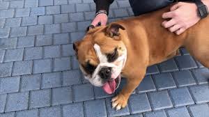 Yoda is a sweet puppy who loves to play fetch and run with his friends. English Bulldog Puppies Queen Valley Az Arizona Ommerce