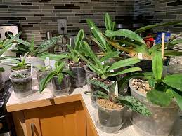 Maybe you would like to learn more about one of these? Paphiopedilum Mottled Leaf And Strap Leaf Here But Not