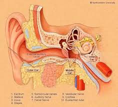 Why do you go deaf when you yawn u00bb science abc. Vestibular System
