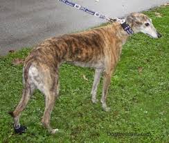 Greyhound Dog Breed Information And Pictures