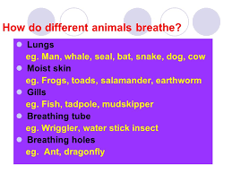 If worms dry out, they suffocate. How Do Different Animals Breathe Ppt Video Online Download