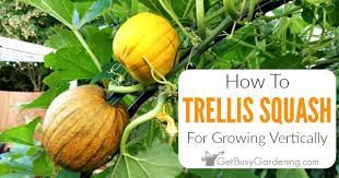 Wait to plant seeds or transplants until the soil is at least 65 to 70 degrees. How To Grow Squash Vertically Ultimate Squash Trellising Guide