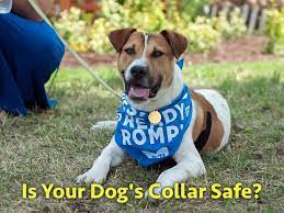 Is Your Dog S Collar Dangerous Peta