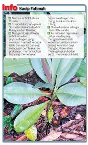 Terdapat tiga variasi pokok kacip fatimah iaitu labisia pumila var. Penyelidik Temui Bukti Kacip Fatimah Ubat Awet Muda Makanan Sihat