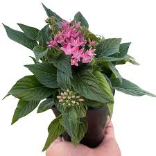 Image result for Pentas lanceolata